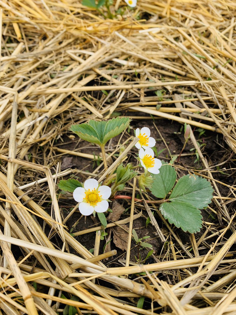 sicklybeanbag's tweet photo. My first first strawberry patch 🍓 beauties and cuties ☺️ https://t.co/W8cZL3ofcB