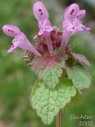 #Insecticidal activity of Leaves extracts of #RedDeadnettle were evaluated as #ContactToxicants, fumigant and F1 progeny production inhibitors to #RedFlourBeetle. Findings reveal usefulness of the #biopesticide
#SaturdayFeeling #Biologymedicine