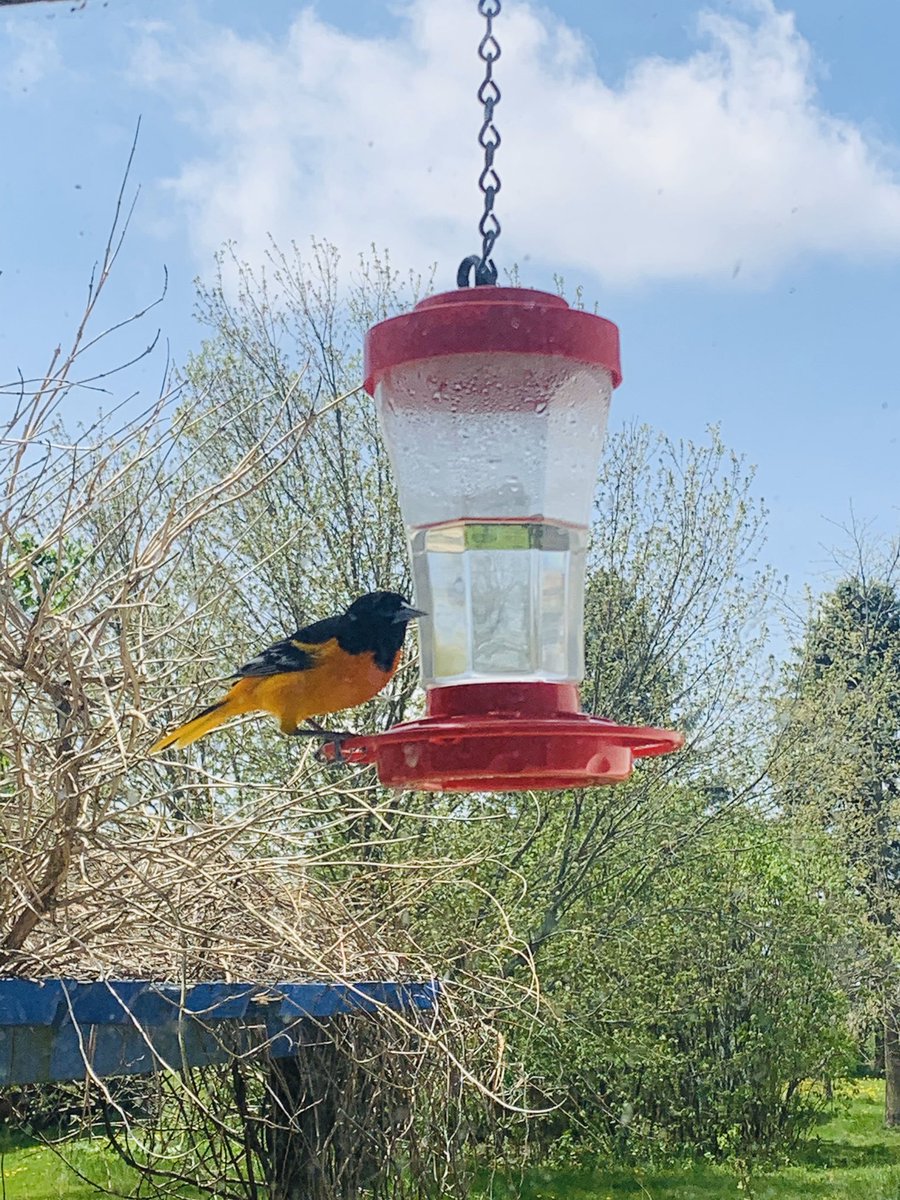 sicklybeanbag's tweet photo. Baltimore oriole male &amp; female on our hummingbird feeder. https://t.co/5jChZLA1Mt