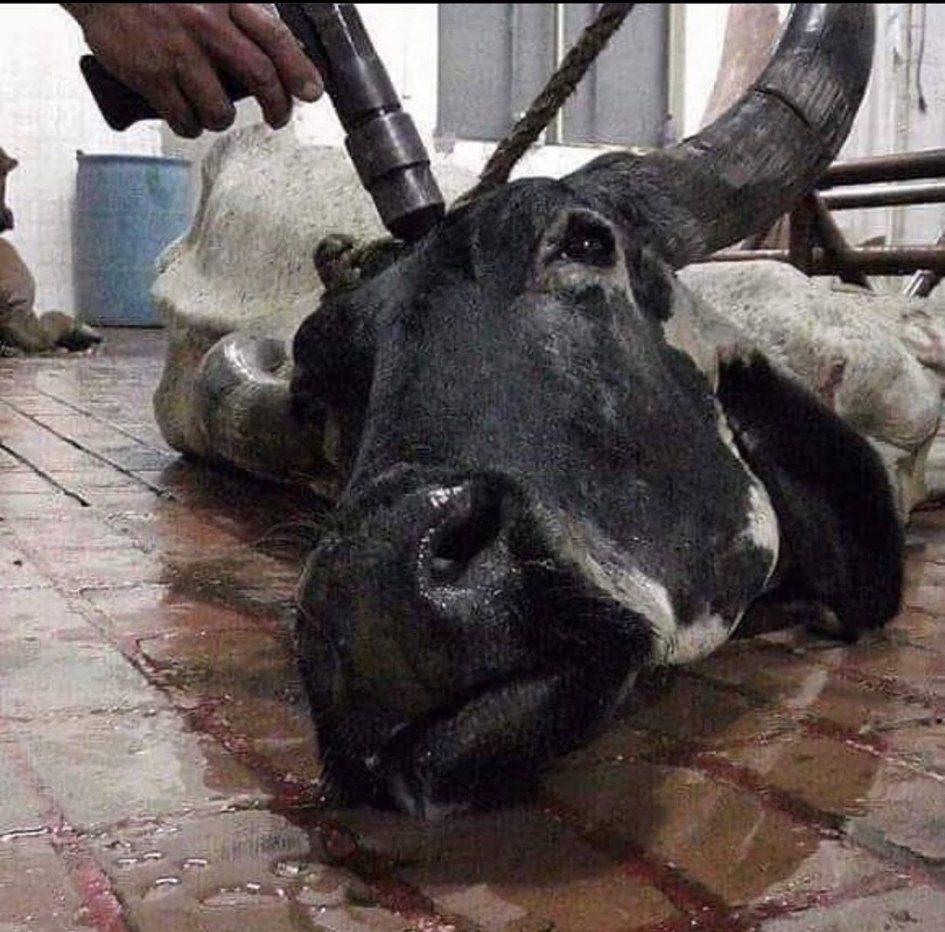 oliveira_susie's tweet photo. Stop loving one and then paying to torture and kill others. It makes no sense!
ALL animals feel PAIN.
Please,
Have #mercyfortheanimals
#GoVegan https://t.co/12HcaQvrlV