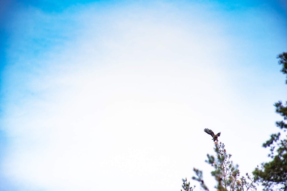 Went on a hunt for a waterfall and could not find it...

No bike photos, but this buzzard was not at all happy and buzzed me multiple times. Thankfully, I had the 80-400 handy for a few passes, then left her be 🦅

<a href="/lomondtrossachs/">Loch Lomond & The Trossachs</a> @visitscotland|
