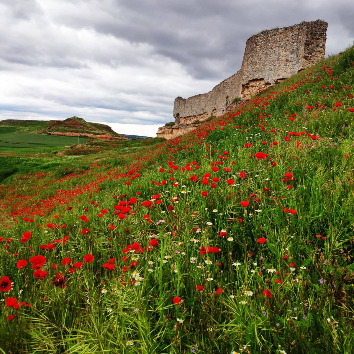 mariaringar's tweet photo. La primavera en todo su esplendor en la ribera del Duero soriana. San Esteban de Gormaz 🌼🌹 @HimarGonzalez @Tiempo_Mercedes @ElTiempo_tve @ElTiempoA3 @meteoduruelo @tiempobrasero https://t.co/6hhG78ITzL
