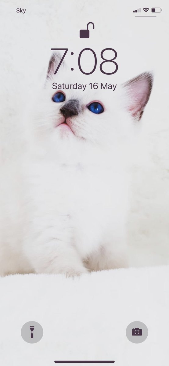 KellyAlice94's tweet photo. My lock screen makes me smile every time I pick up my phone 🥰 Can’t wait till he comes home 💙 #NewKitten #FurBaby #Ragdoll #AlreadyObsessed https://t.co/EZSLVlBRtB
