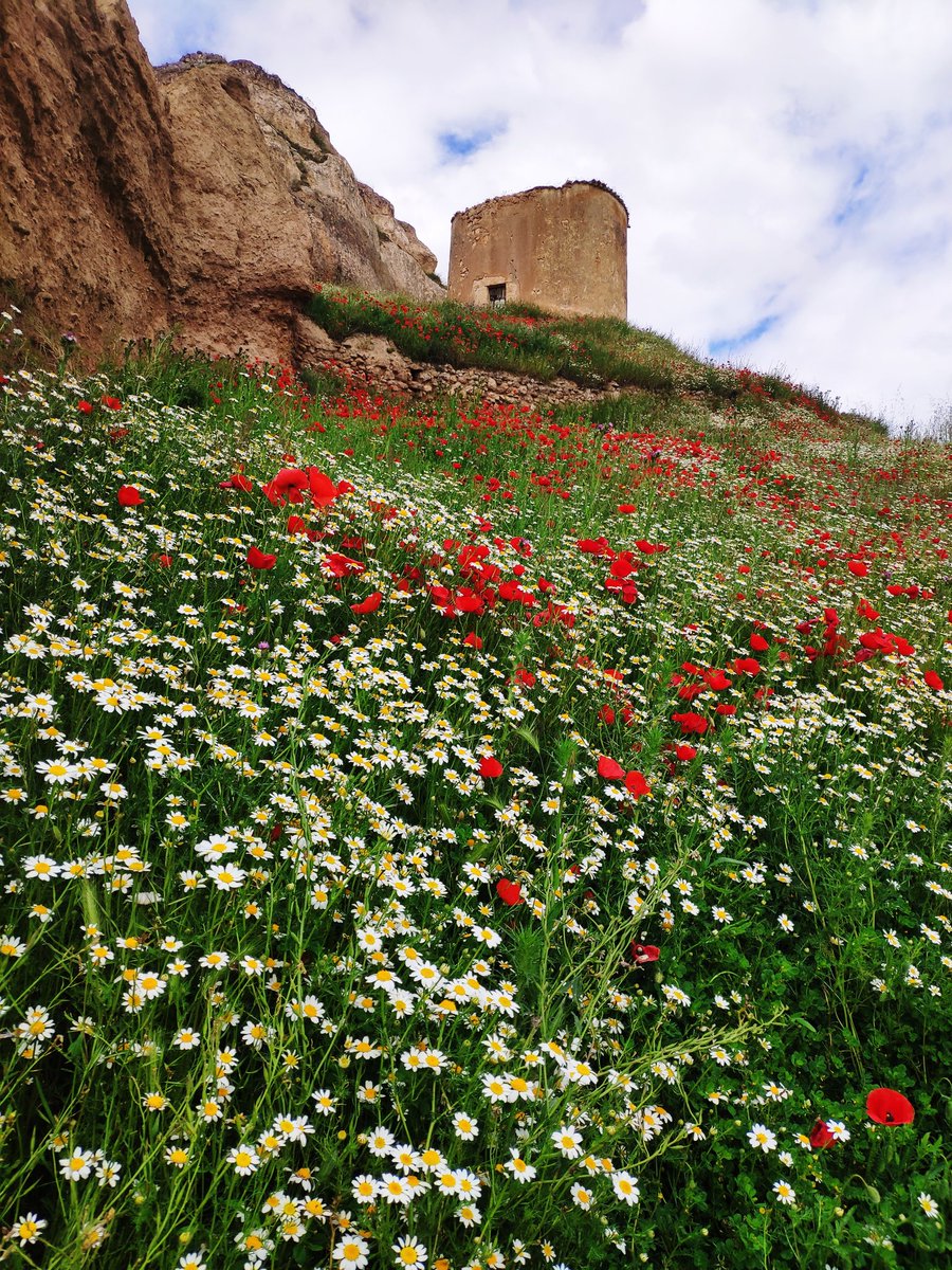 mariaringar's tweet photo. La primavera en todo su esplendor en la ribera del Duero soriana. San Esteban de Gormaz 🌼🌹 @HimarGonzalez @Tiempo_Mercedes @ElTiempo_tve @ElTiempoA3 @meteoduruelo @tiempobrasero https://t.co/6hhG78ITzL