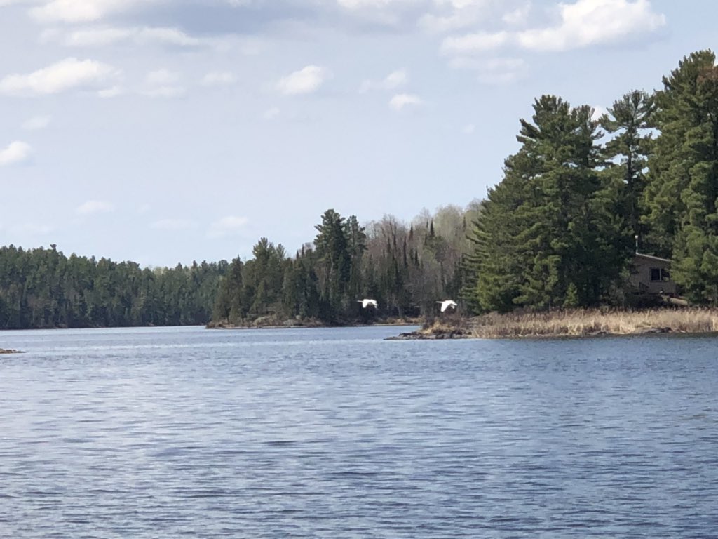 Jane_Gillon's tweet photo. Swans in the back bay! Beautiful day on #RainyLake #FortFrances #DryIsland https://t.co/1XwR8V99RS