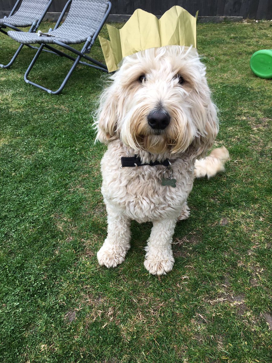 Buddywhitegate's tweet photo. Happy 3rd birthday Buddy! What an excuse to have a doggy beer! https://t.co/oRp4Frwgdj