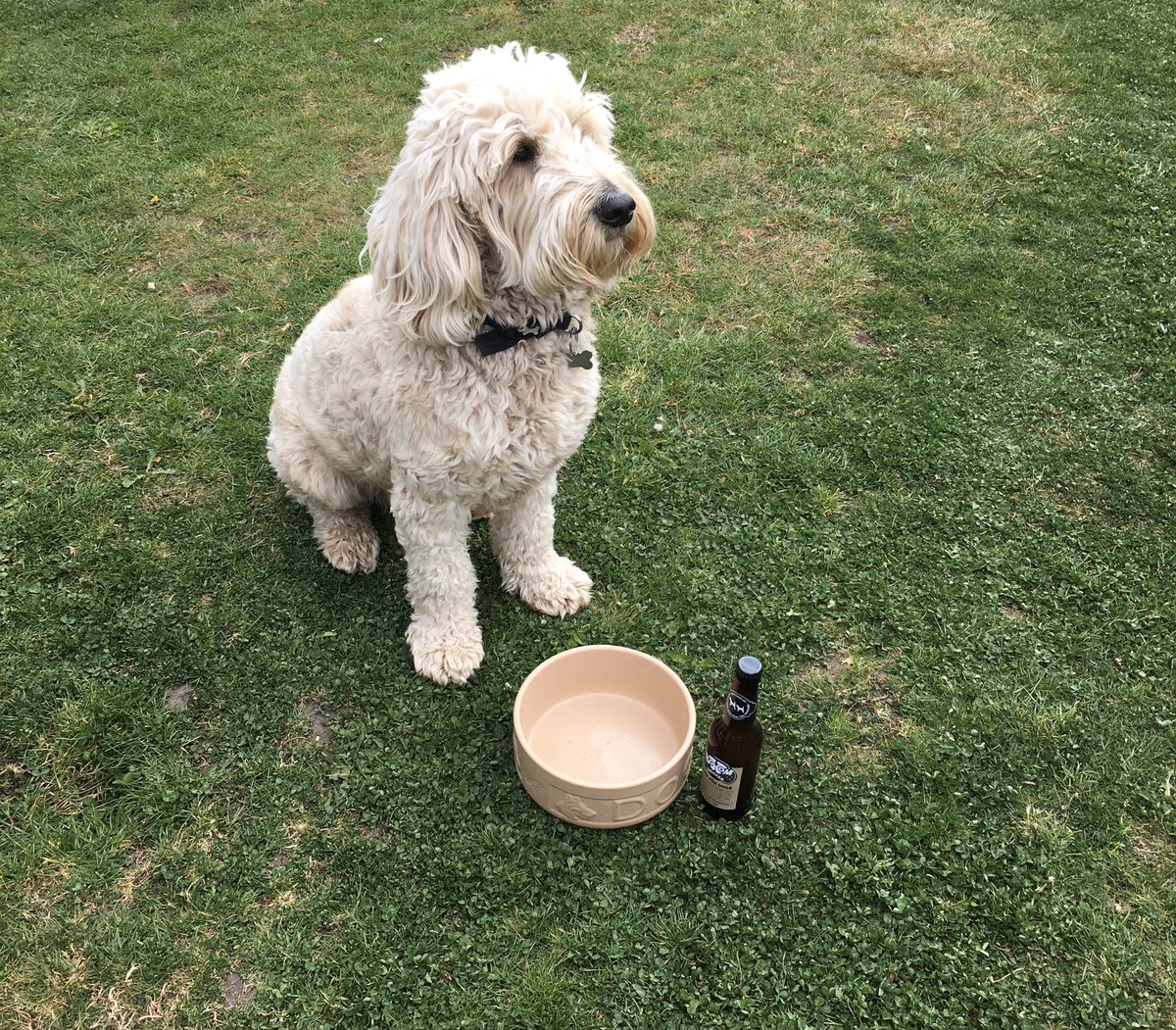 Buddywhitegate's tweet photo. Happy 3rd birthday Buddy! What an excuse to have a doggy beer! https://t.co/oRp4Frwgdj