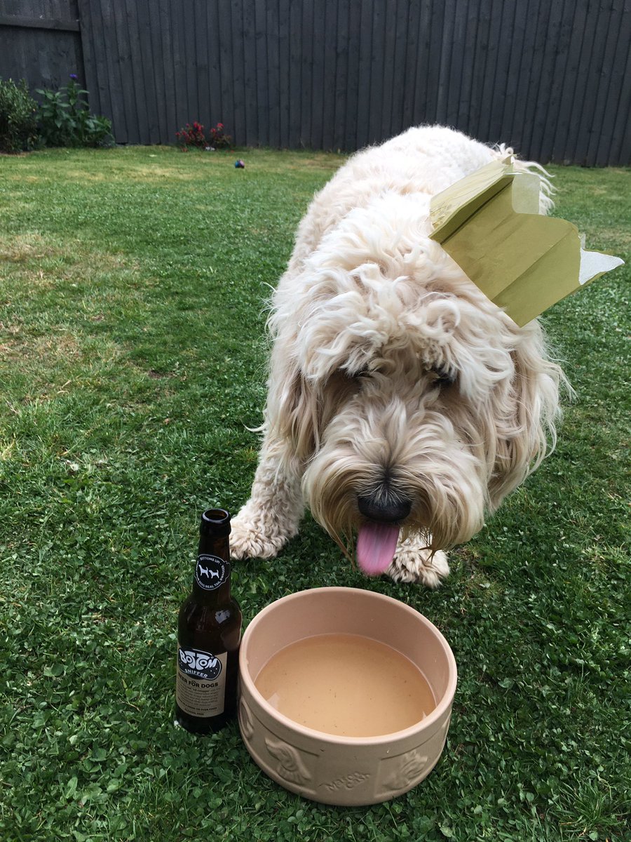 Buddywhitegate's tweet photo. Happy 3rd birthday Buddy! What an excuse to have a doggy beer! https://t.co/oRp4Frwgdj