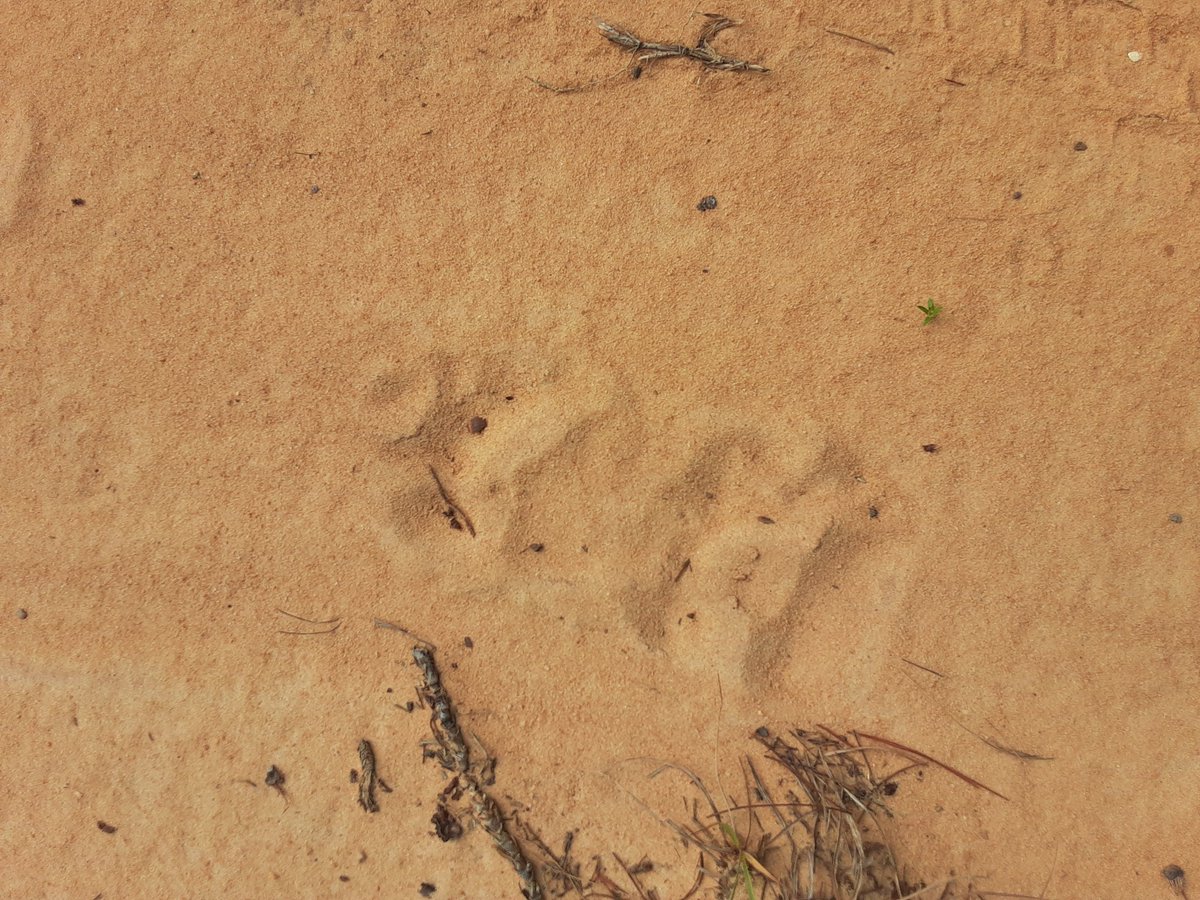 sawpine9's tweet photo. Rode in the Ocala National  Forest  this morning. Bear tracks everywhere.
#flbear #flwildlife #sandpine https://t.co/DBXe7FUm6b
