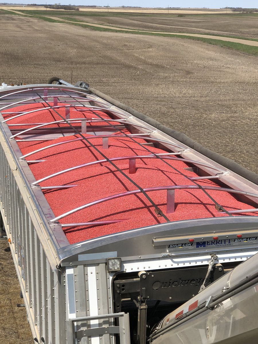 LonetreeSeed's tweet photo. The bean plant has been busy this morning. If a tender truck full of bright red berries doesn’t get you excited I don’t know what will! Look at these beauties! @REA_Hybrids @DairylandSeed @AgriPartnersInc https://t.co/l1wbQ3gKwn