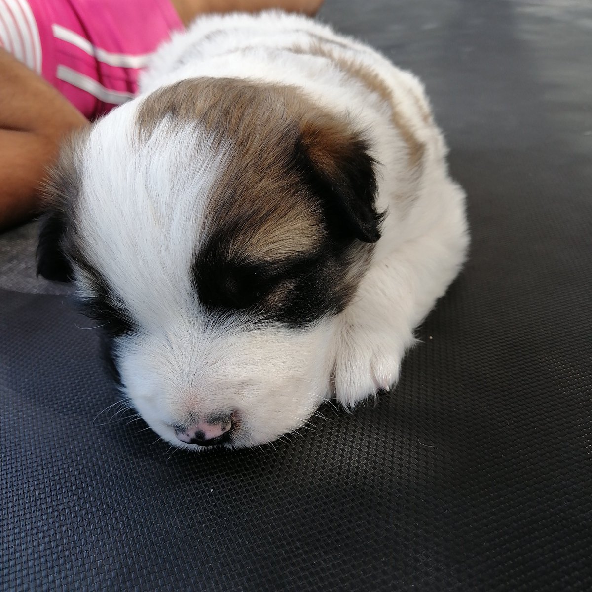 Felipe Morales Avello tweet media