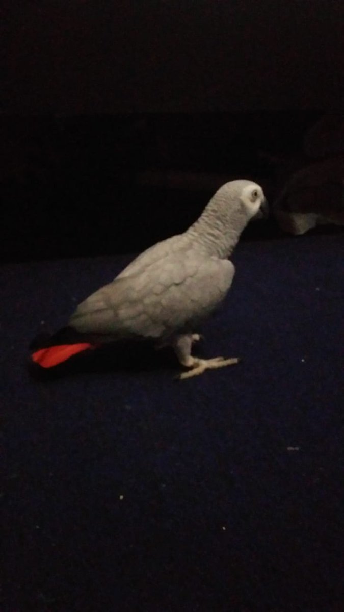 FuzailChohan's tweet photo. #GRASY
#FCCREATION #FC #FCIMAGES #GH #FC #FGCREATION #DXB #GRAYPARROTLOVERS
#HAPPYGRASY
@GhazalHabib2 https://t.co/QNUmVLMYzG