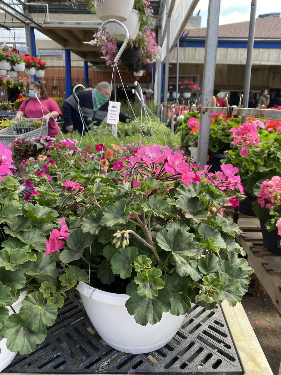 Terri DeBoer tweet media