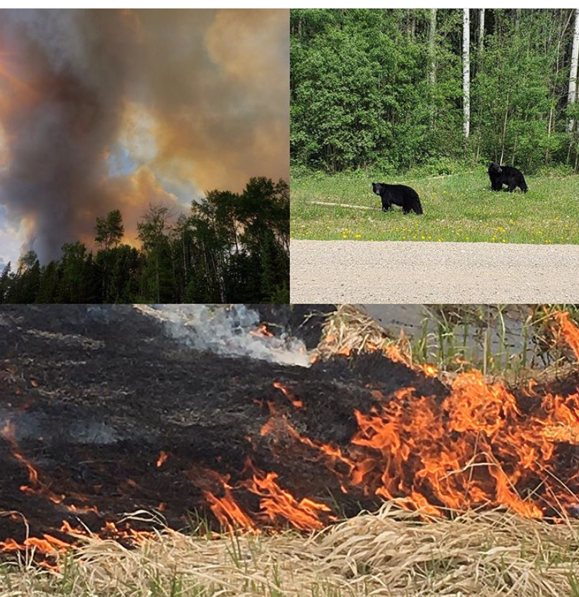IncWildcat's tweet photo. Stay Safe this May Long Weekend and Remember to follow all Fire Bans in place! 
#MayLongWeekend #firebans #wildcatfireservices https://t.co/W92yiihM7v