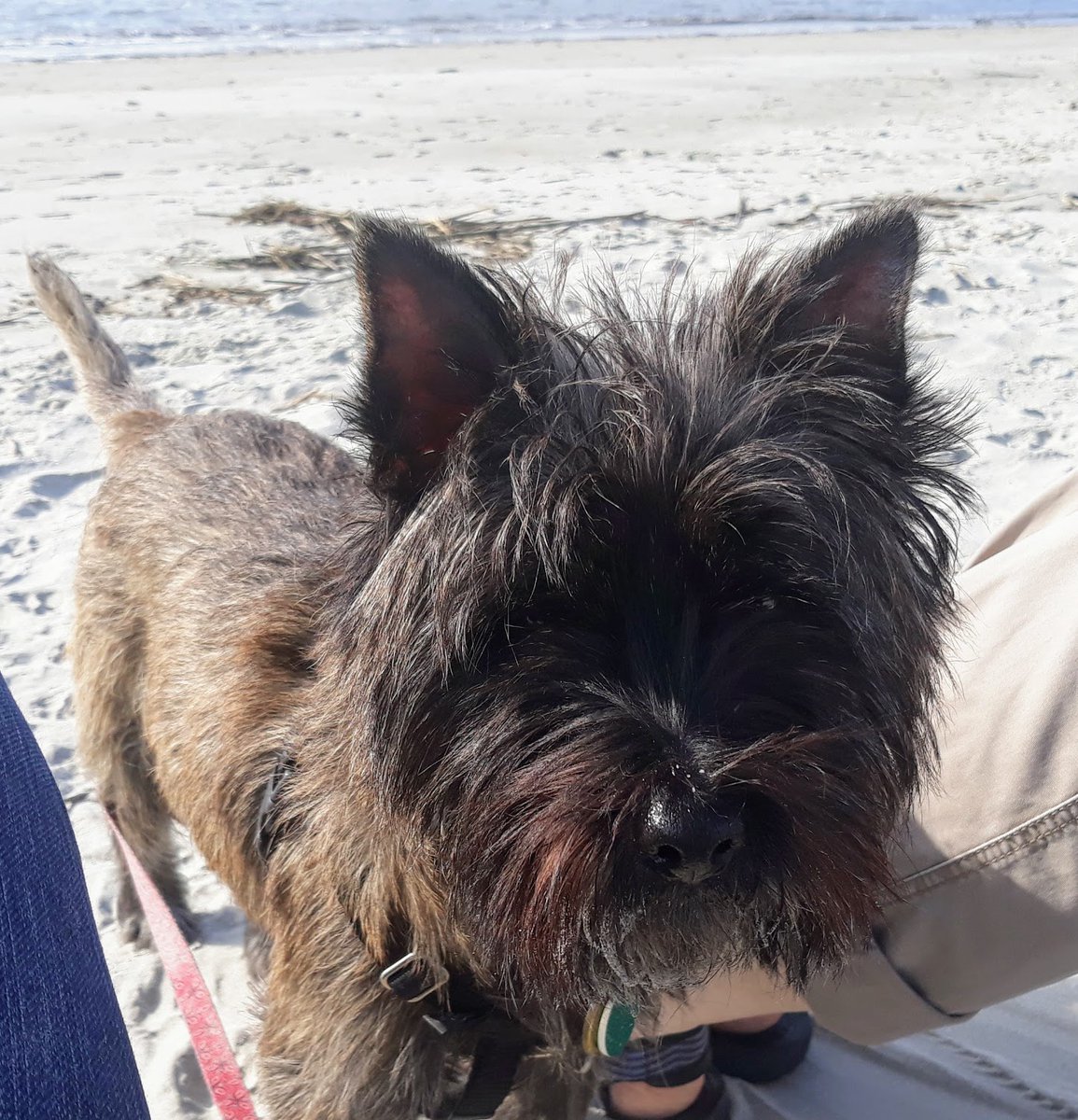 USCanada_Sands's tweet photo. This week's #Pipcast is from @CDHoweInstitute Host @hainsworthtv talks to @glenhodg1 about a new survey of Canadian business and what it suggests about restarting the #cdnecon after #COVID19. Pip just wants to get back to the beach! https://t.co/h6K2HsOZti https://t.co/i7Zokx2uI8