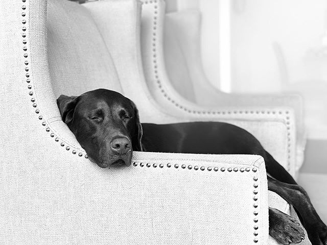 jerrysisk's tweet photo. Some days you just need a nap. #lazysaturday #relaxing https://t.co/K6hYgUnrza https://t.co/EeFPEKq8kI