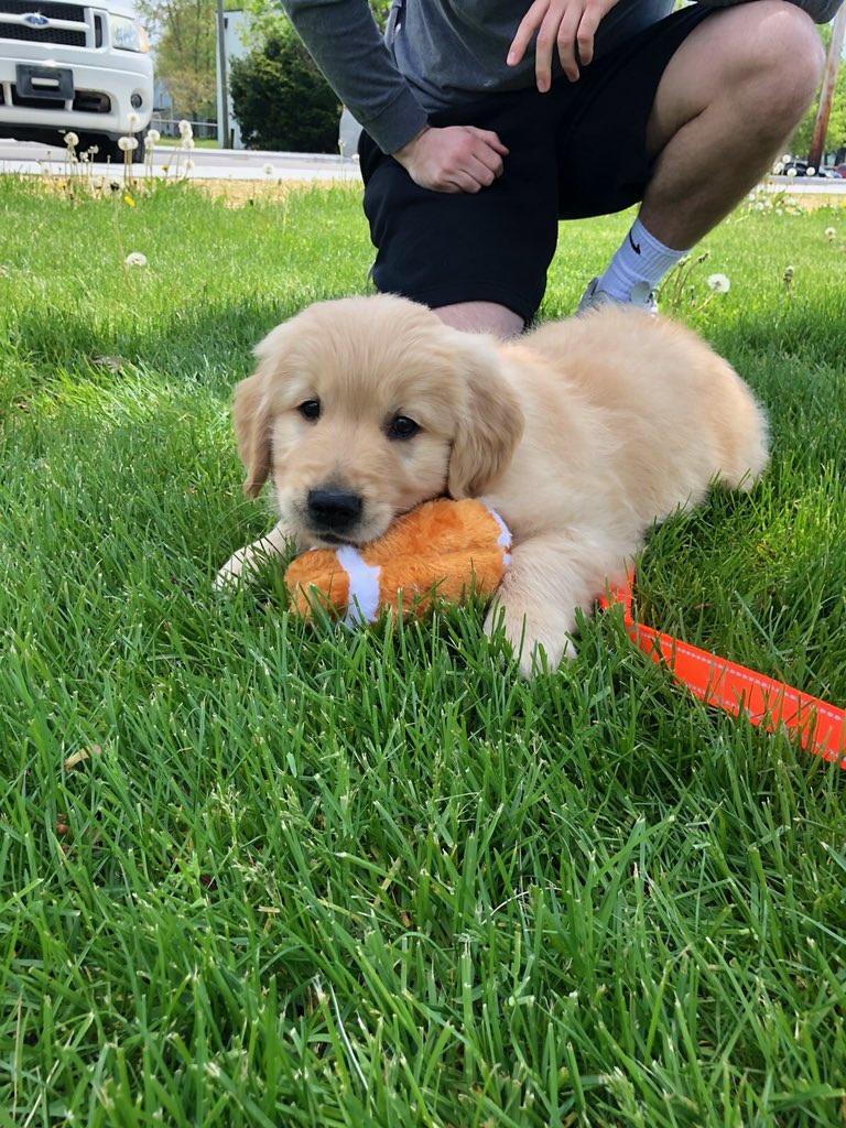 alikuzzy's tweet photo. Duke says hi 🐶 https://t.co/sDoxj58IKZ