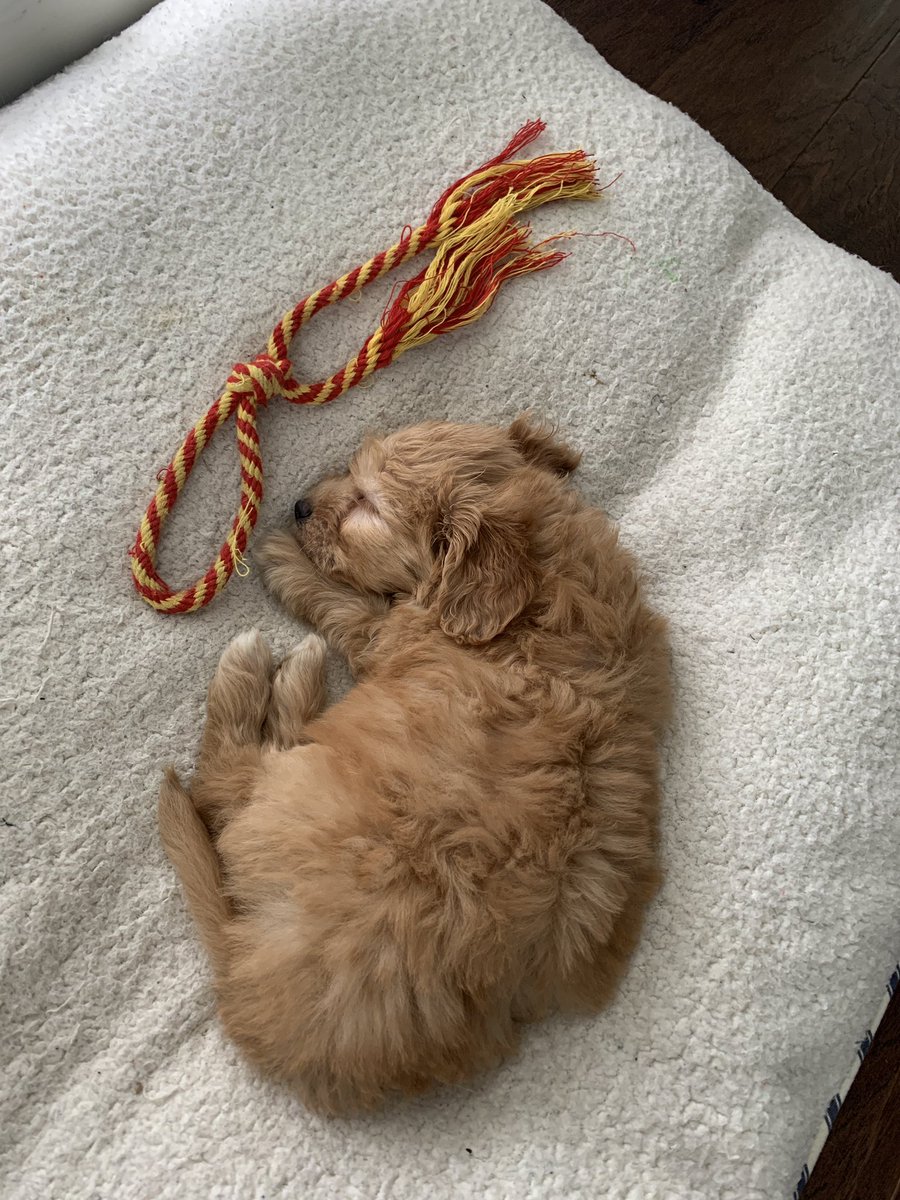 Our new little buddy is heeeeeere! We call him, Donut!