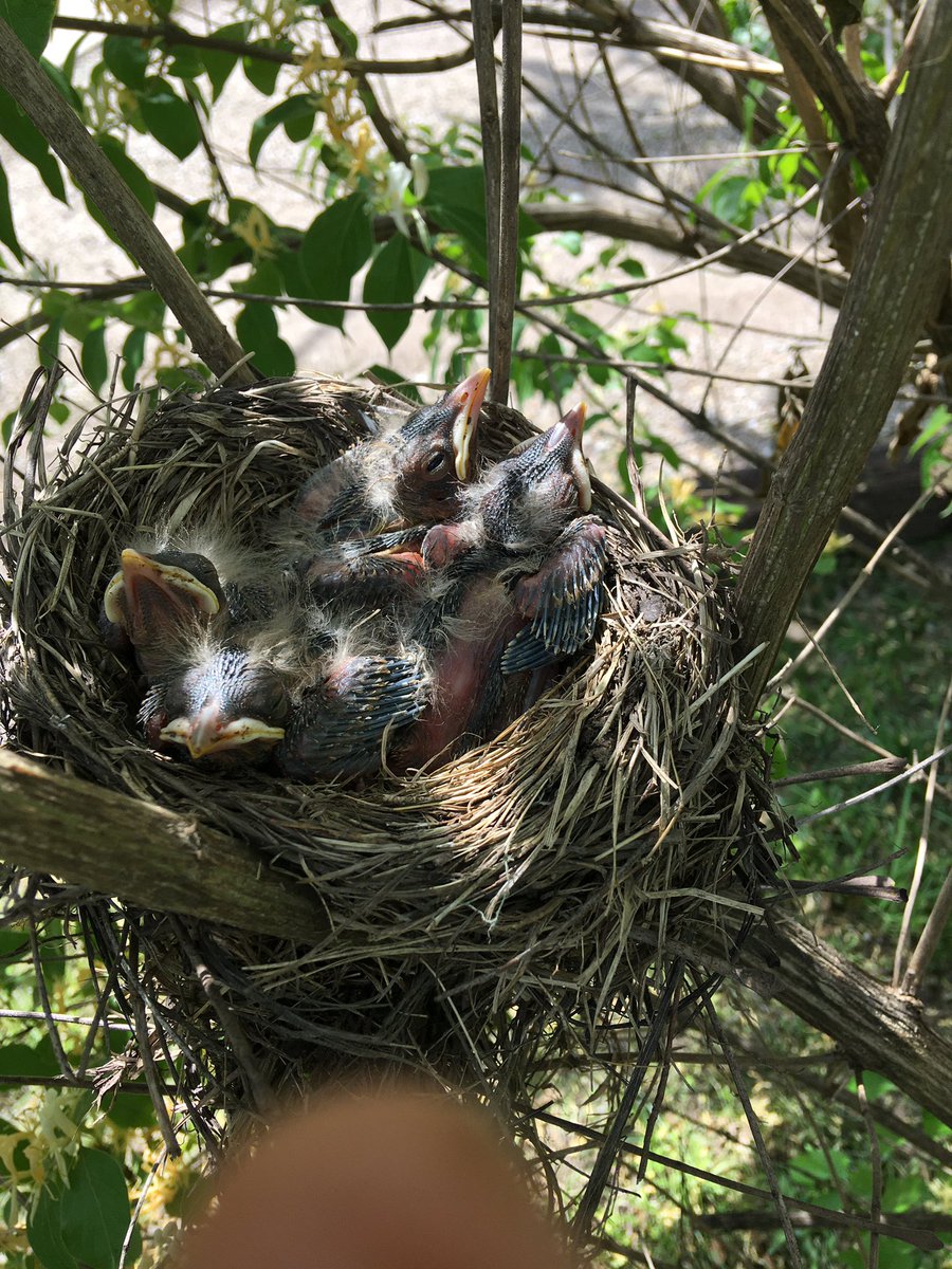 lbonis1's tweet photo. Birdie update! #growsofast @Local12 https://t.co/JUUsaDjUTB