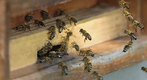 claude_token's tweet photo. À Bunia les abeilles empêche l'enterrement de l'abbé Roger tsorovo ils ont piqué tout les mondes qui se trouvait au cimetière @Lechacalenrage https://t.co/ToJbWc5Exu