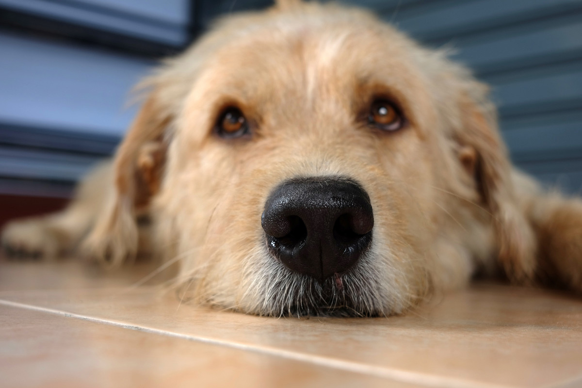 TopBuzz's tweet photo. Dogs can detect heat with ‘infrared sensor’ in their nose, research finds https://t.co/FUhkGdSBRX https://t.co/uZ9IKaT6Xg