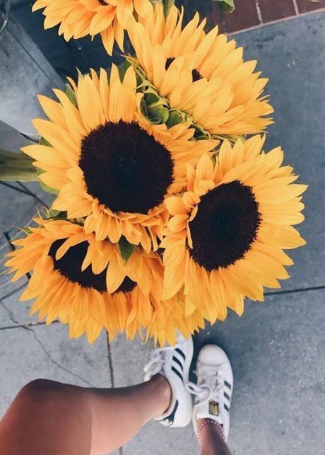 sunflowerlust's tweet photo. seeing a gorgeous sunflower changes my mood completely 🌻💛 https://t.co/8bYqNjgnGw