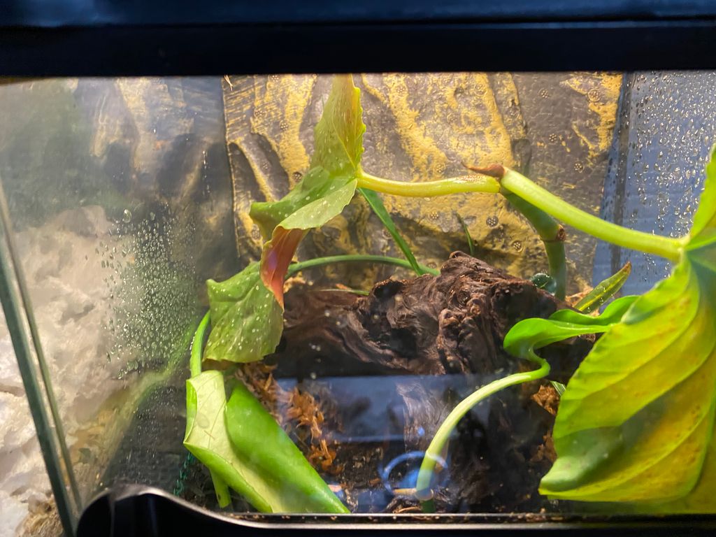 PapayaPythons's tweet image. Tiny terrarium is set up! We put together a little video on YouTube to show the progress step-by-step. #terrariumsetup #herpetology #botany #terrariums #pets