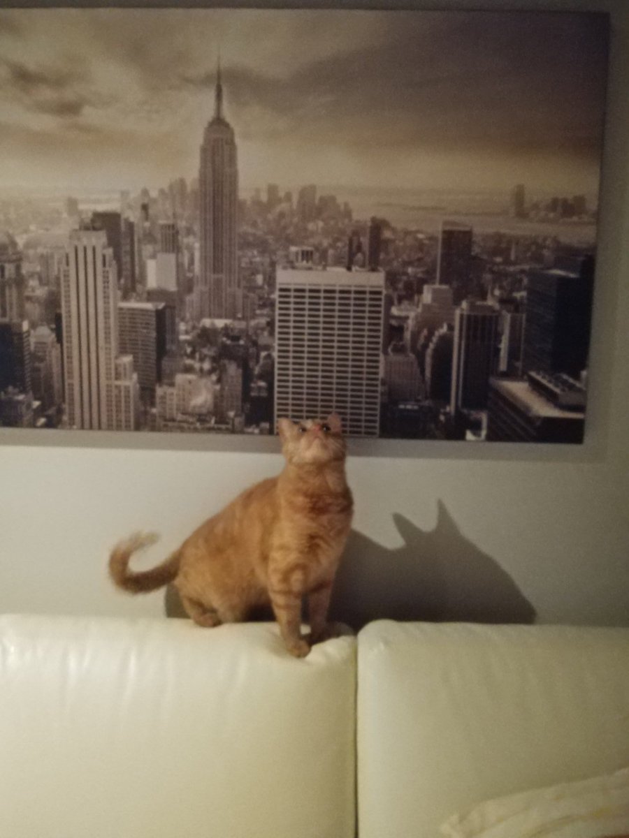 AtbossBossi's tweet photo. #ritorneremoaviaggiare: anche il gatto fa progetti https://t.co/49t53VayxP
