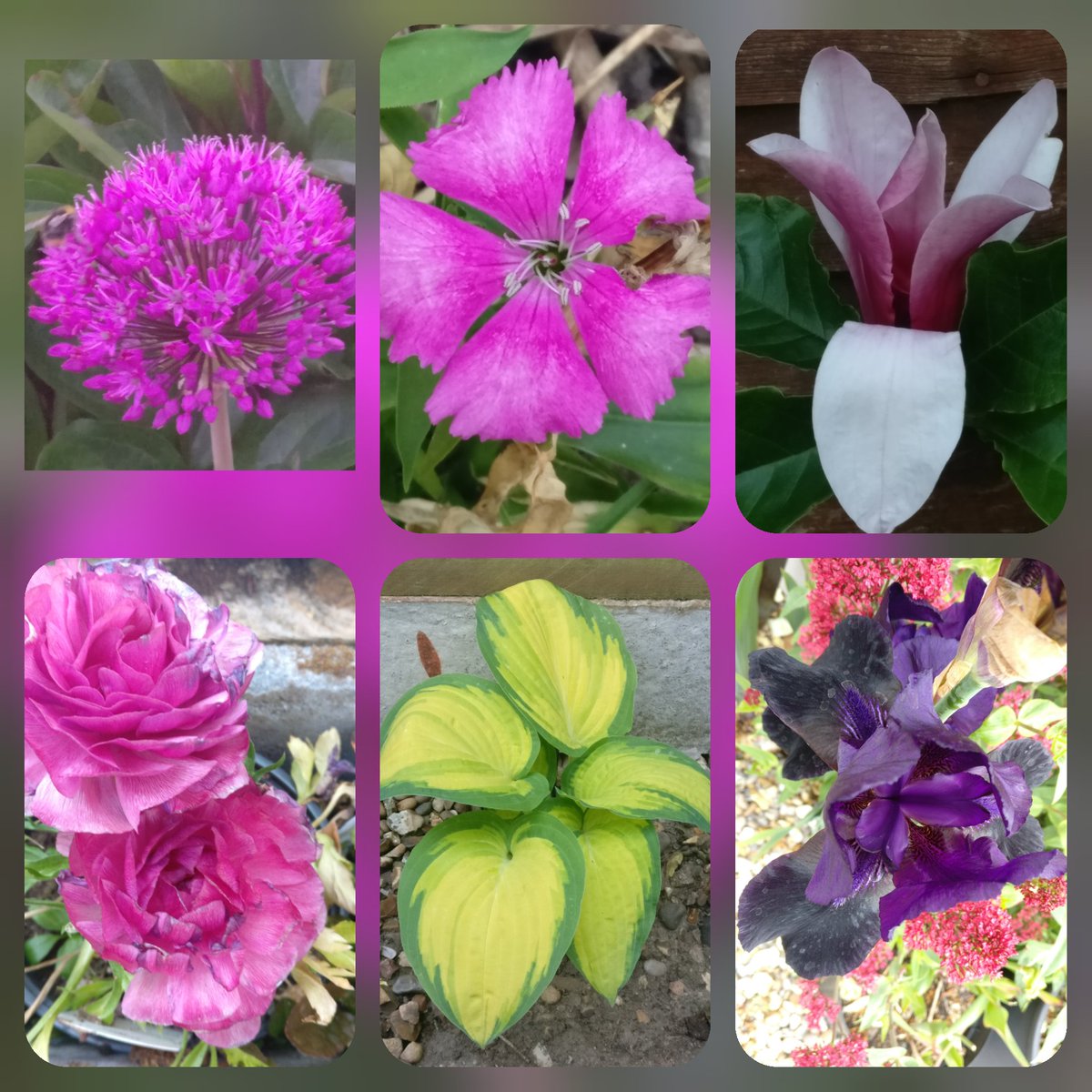 IsabelJ67932010's tweet photo. #sixonsaturday #alliumhollandicumpurplesensation #sweetwilliam #magnolia #ranunculus #hostaorangemarmalade #tbiris https://t.co/RKkRr0HHEa