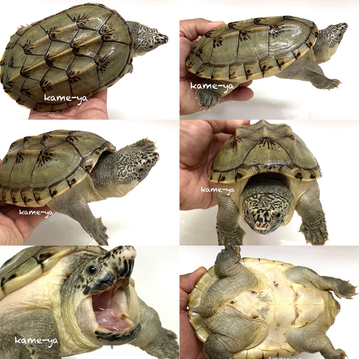 ジャイアントマスクタートル ジャイアントマスクタートル