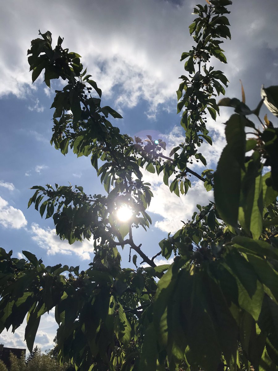 #PhotosOfMyLife 2/7: Bald gibt es Kirschen. <a href="/TobiasBringmann/">Tobias Bringmann 🇪🇺🌈🏳️‍⚧️</a>