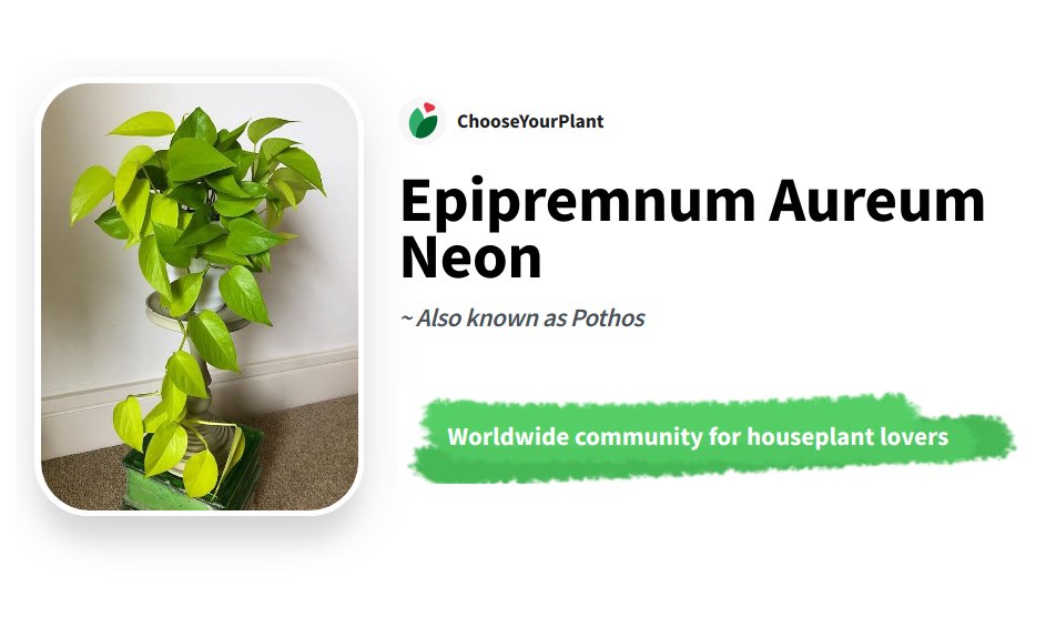 devictoribero's tweet photo. Here you have more the same design with other #plants

#neonpothos #monsteraadansonii #scindapsuspictus #satinpothos #silverpothos #snakeplant #sansevierialaurentii https://t.co/tL8zwHFkUS