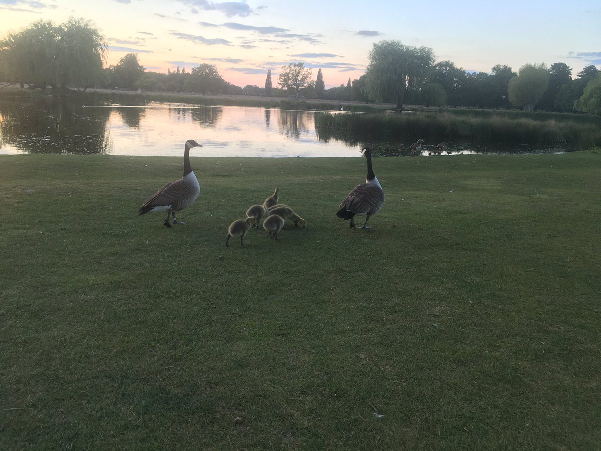 JohnWilliams004's tweet photo. Bushy Park - West London #20krun https://t.co/cNMVz9ngIf