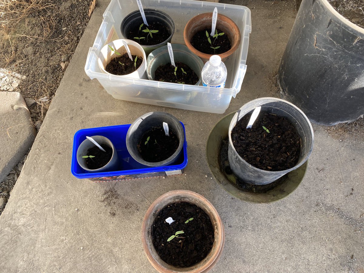 Anybody else starting on their garden? Here are my tomatoes 🍅.