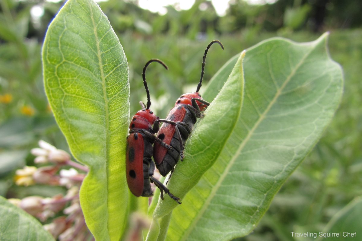 TravSqrlChef's tweet photo. From that day I was a perv and photographed a bunch of milkweed bugs having sex in #HumboldtPark #entomology https://t.co/xziROqsD1L