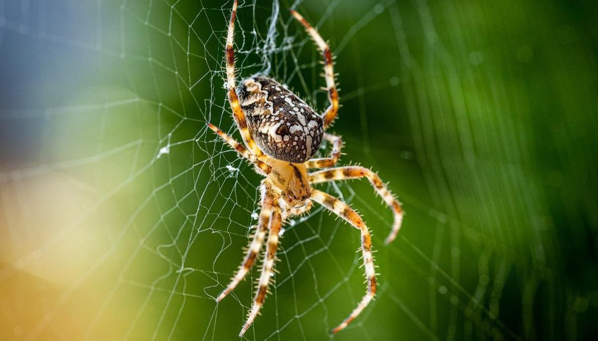 DarkSoftlyTales's tweet photo. Between murder hornets & spiders flying like hot air balloons,Β I suppose the insects are practicing "stay home stay safe" policy until their government gives them the go ahead.π·οΈπΈοΈππ
https://t.co/dJW4Ay9x4B #wherehavealltheinsectsgone #spiders #nature #creepycrawly #horror https://t.co/uC9pCCP6eg
