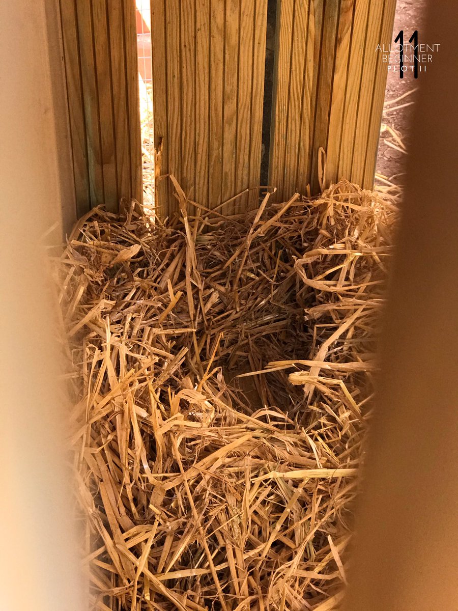 AllotmentPlot11's tweet photo. Sunshine, a nest and a couple of eggs...
Alice and Hugo appear to be settling in, a couple of eggs seems to show they are settled in to their new surroundings. 🦆❤️🦆
#Allotment #Allotmentlife #FamilyPlot #love #gyo #greenhouse #shed #Plot11 #IndianRunnerDucks #Ducks #eggs https://t.co/ZEC4LAwqbL