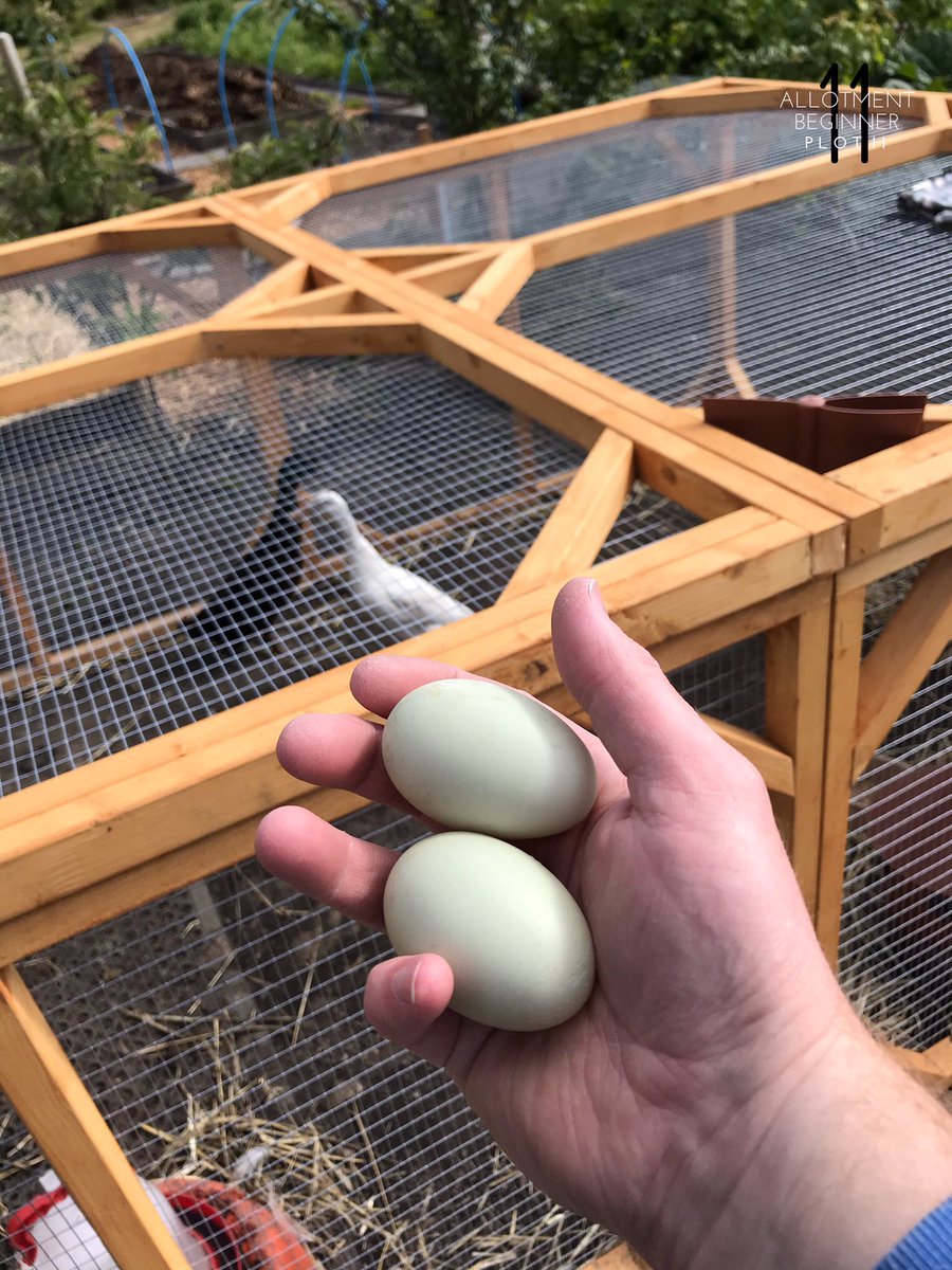 AllotmentPlot11's tweet photo. Sunshine, a nest and a couple of eggs...
Alice and Hugo appear to be settling in, a couple of eggs seems to show they are settled in to their new surroundings. 🦆❤️🦆
#Allotment #Allotmentlife #FamilyPlot #love #gyo #greenhouse #shed #Plot11 #IndianRunnerDucks #Ducks #eggs https://t.co/ZEC4LAwqbL