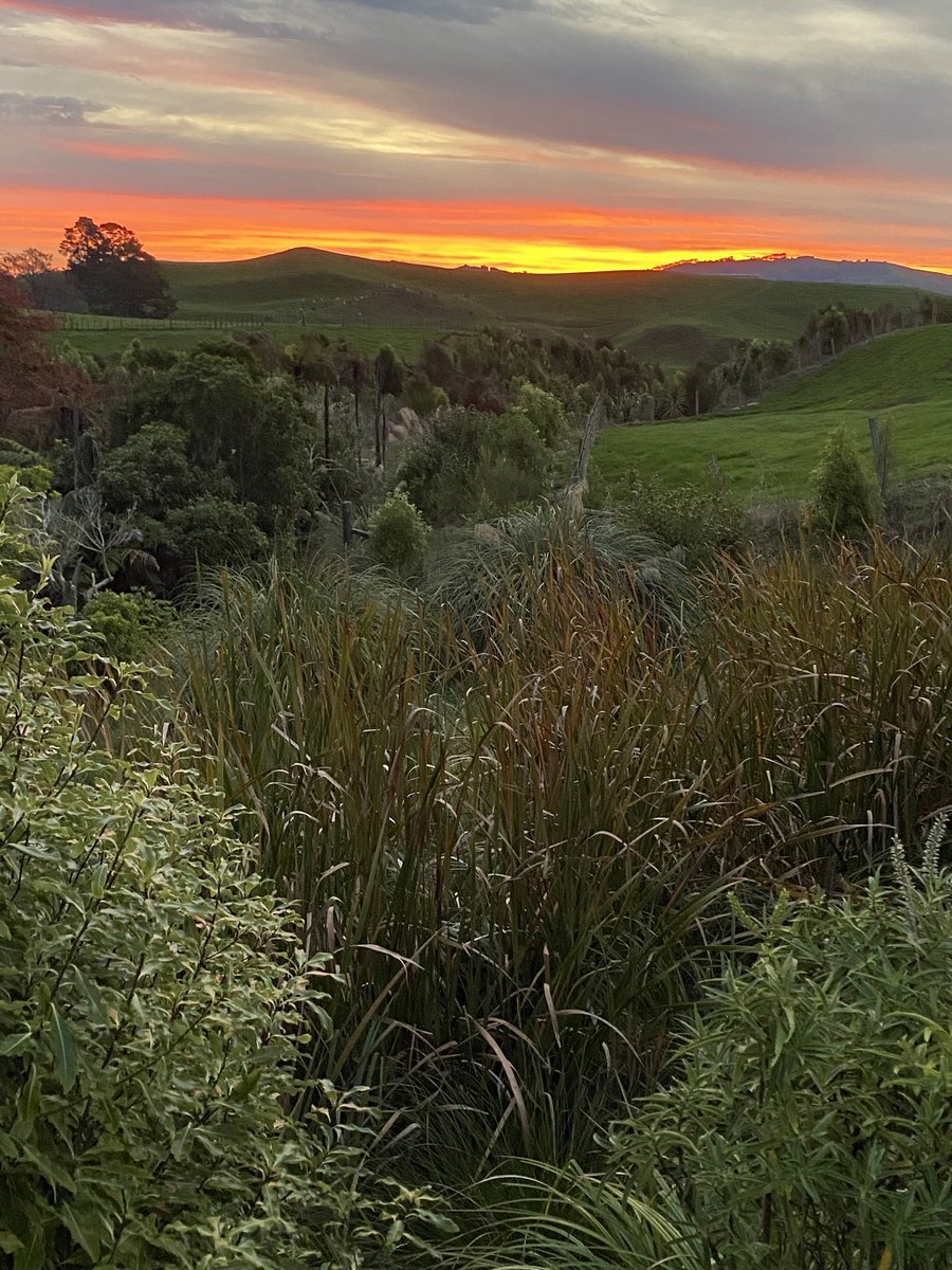 CharlieLea27's tweet photo. Ratanui dusk / post drought !! Green grass again https://t.co/cTm1nMbRrz