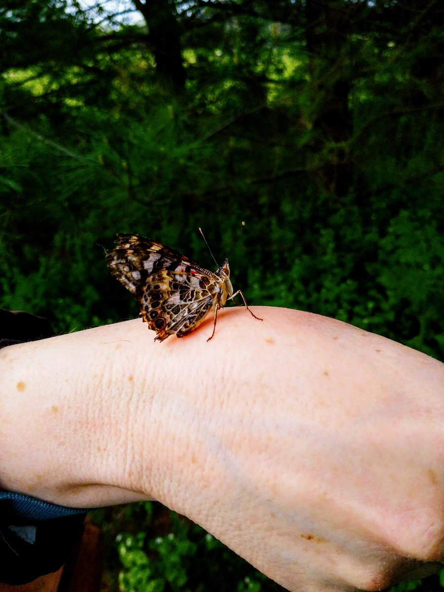light_writer_'s tweet photo. I raised some butterflies. They are Painted Ladies.
Credit: To my mom for taking the close up of the butterfly.
#butterflies #paintedladies #nature #photography #lightwriter #editor https://t.co/yvuoa23xkr