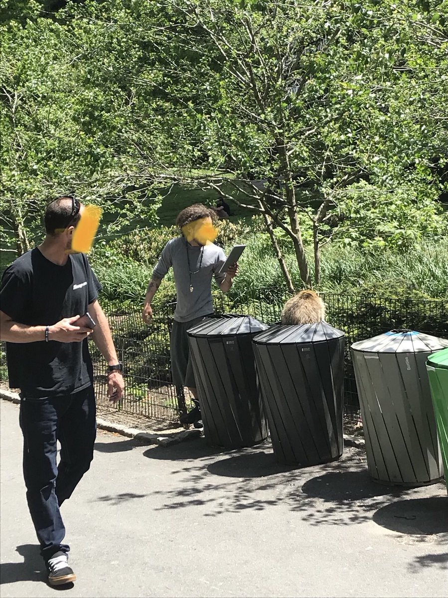 _PeterWells's tweet photo. New York’s statewide lockdown ended 24hrs ago. Good to see people are now free to: 
- throw out Christmas trees
- simultaneously walk the extremes of the dog spectrum
- choose between catching rabies or coronavirus by ‘gramming a daytime raccoon sans facemask https://t.co/KsEZFHp3Jv