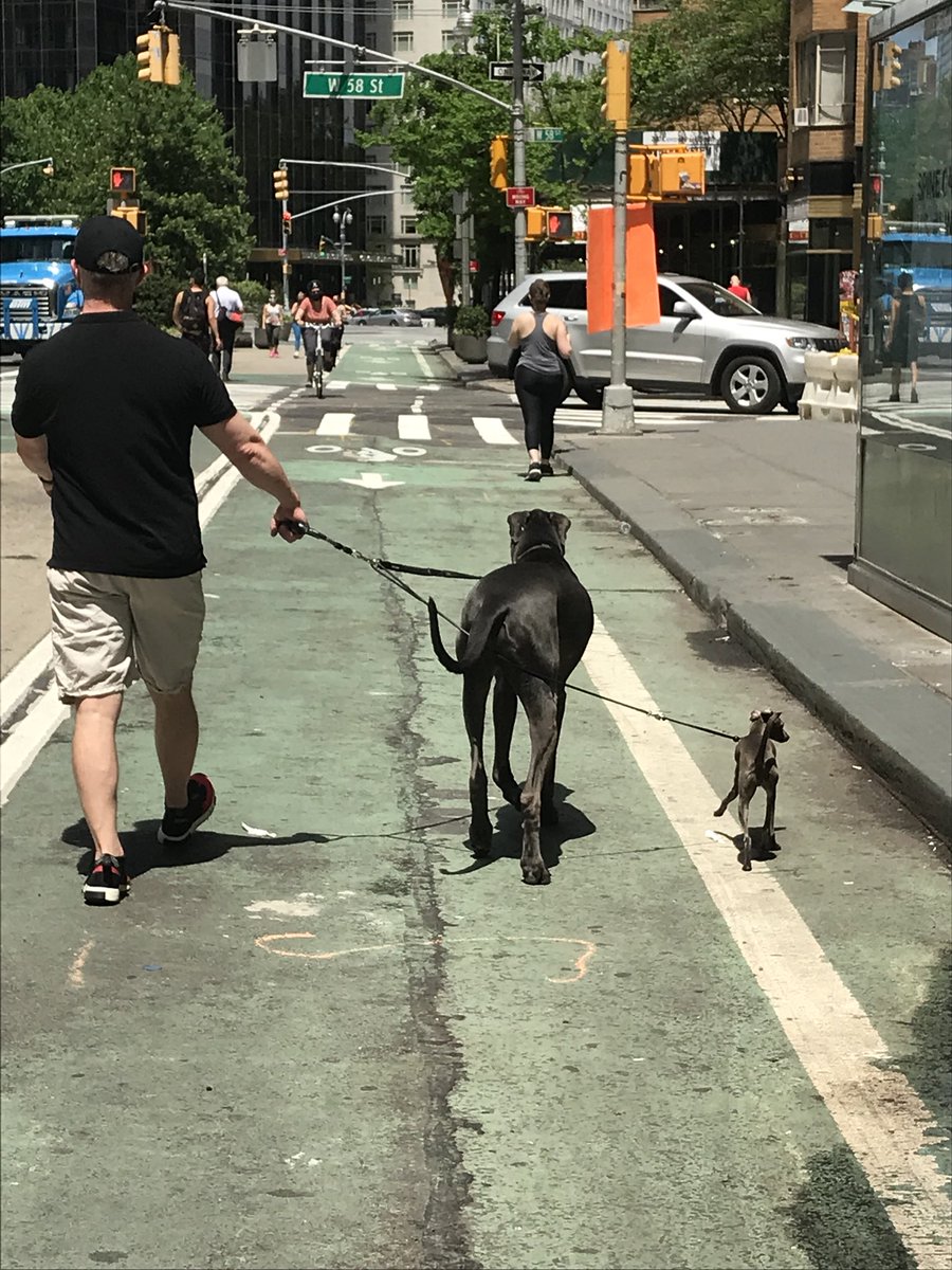 _PeterWells's tweet photo. New York’s statewide lockdown ended 24hrs ago. Good to see people are now free to: 
- throw out Christmas trees
- simultaneously walk the extremes of the dog spectrum
- choose between catching rabies or coronavirus by ‘gramming a daytime raccoon sans facemask https://t.co/KsEZFHp3Jv