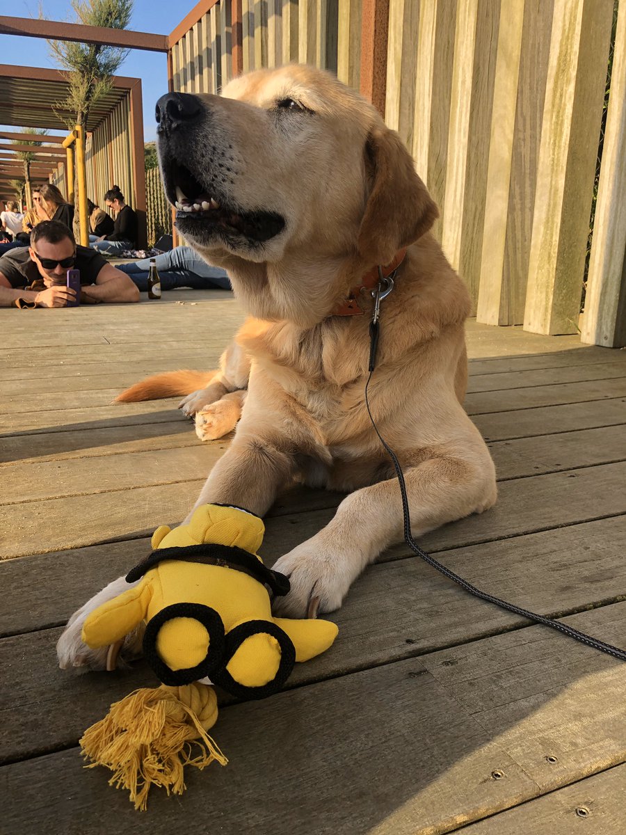 hbtsmarine's tweet photo. ❗️❗️PARTAGER SVP ❗️❗️ CHIEN À DONNER ❗️❗️ Ramsès est un labrador de 12 à la recherche d’une famille car son maître est décédé.. Si il ne trouve pas de famille il devra aller à la spa ... et y finir ses jours .. Il est adorable , sage et très câlin ! https://t.co/zx9iKTAllz