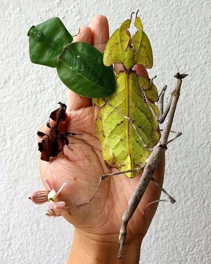 ___Insuaxtc's tweet photo. Ninguno es una hoja. 😳 https://t.co/sui7ZOfcAK