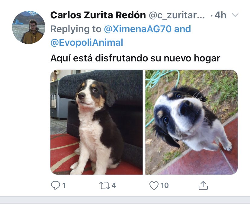 EvopoliAnimal's tweet photo. Esta hermosa bebe ya encontró un hogar, fue ADOPTADA, gracias Carlos https://t.co/ndQGEsbguk