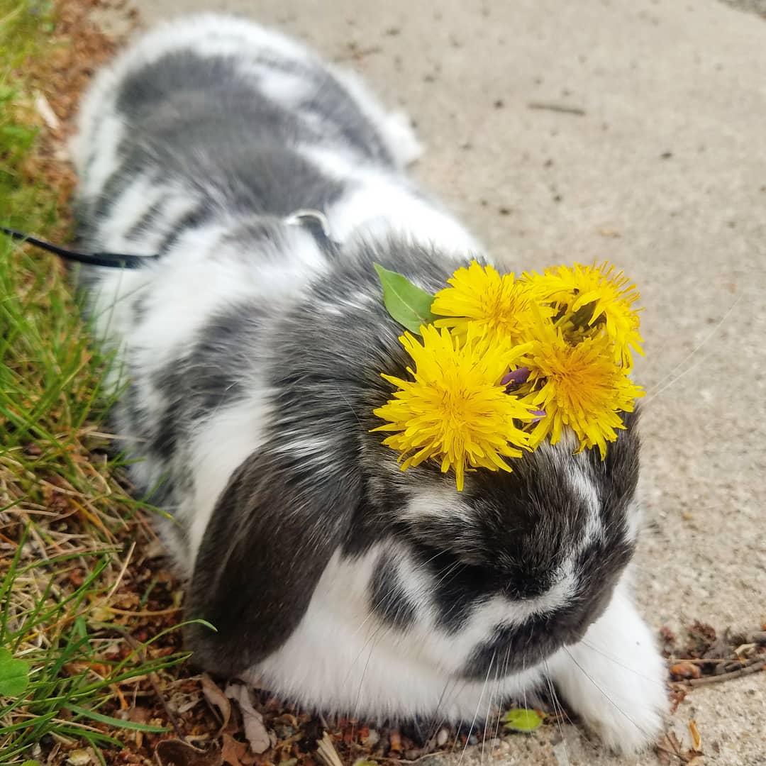 ExtraEmily's tweet photo. Flower crowns for the bunny princess 🌻🌼🌺👑🐇 https://t.co/uH9Qk1DL9L