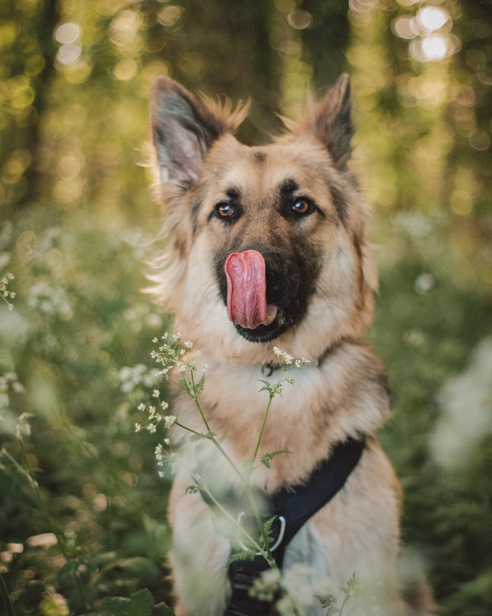 Amielw_'s tweet photo. Nothing to see here but my cute doggy https://t.co/feZ1o7Vt4e