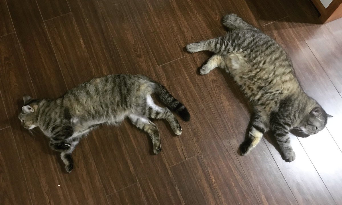 bachngocmai's tweet photo. My babies. https://t.co/36AIcfMHqa