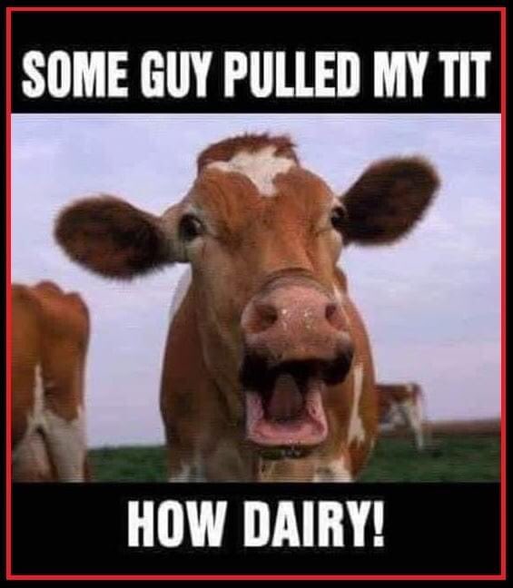 Britmilk1's tweet photo. 🤣🤣🤣 🐄 🐮 https://t.co/LiWwagOAxW