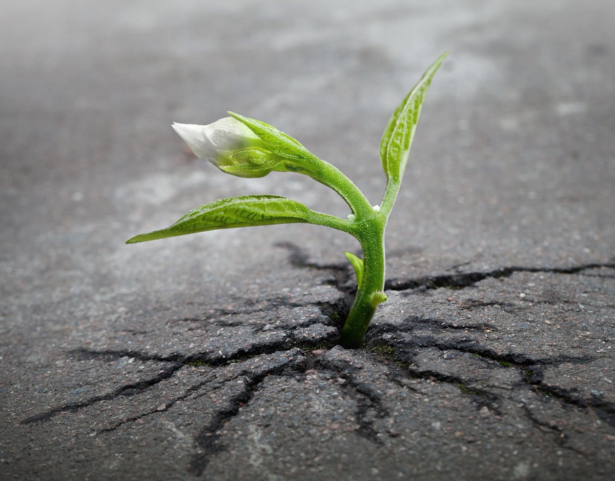 EdgeFdn's tweet photo. Teens and young adults with ADHD may feel depressed,frustrated and lost during the VOID-19 pandemic. here are strategies to help them build resilience. https://t.co/5Kie3ONRFK https://t.co/hHXupmYo0H